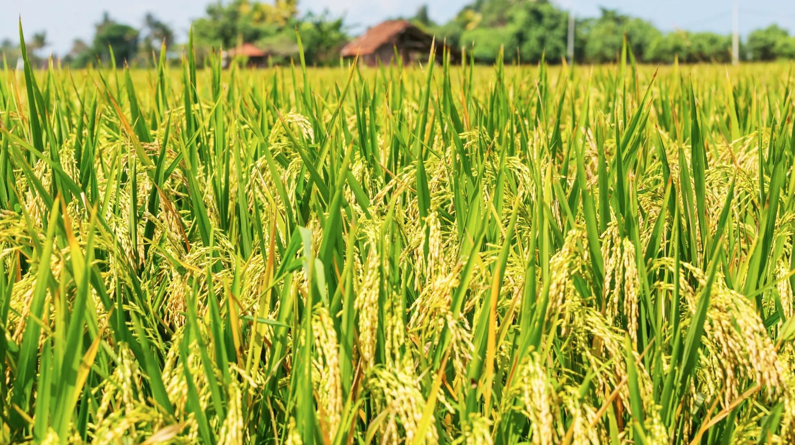 Cánh đồng lúa chín